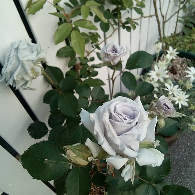 mariagardenさんの実例写真