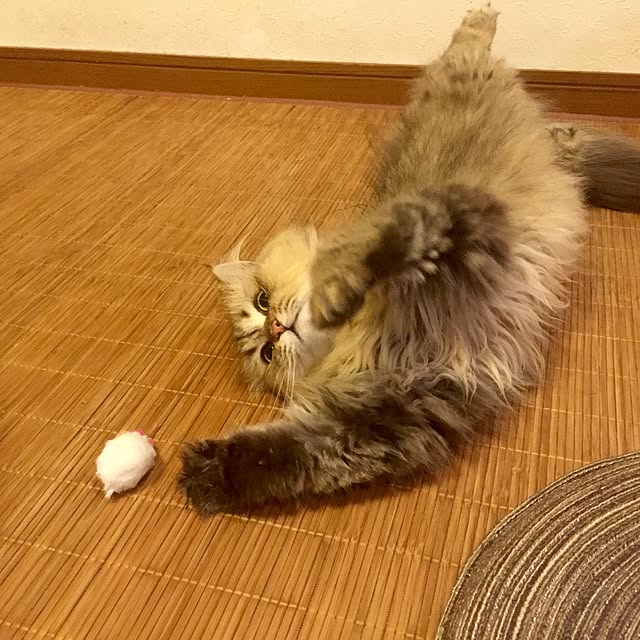 butachanさんの実例写真