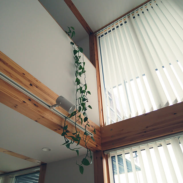 壁/天井/観葉植物/100均/ポトス/グリーンのある暮らし...などのインテリア実例 - 2019-05-10 14:57:30