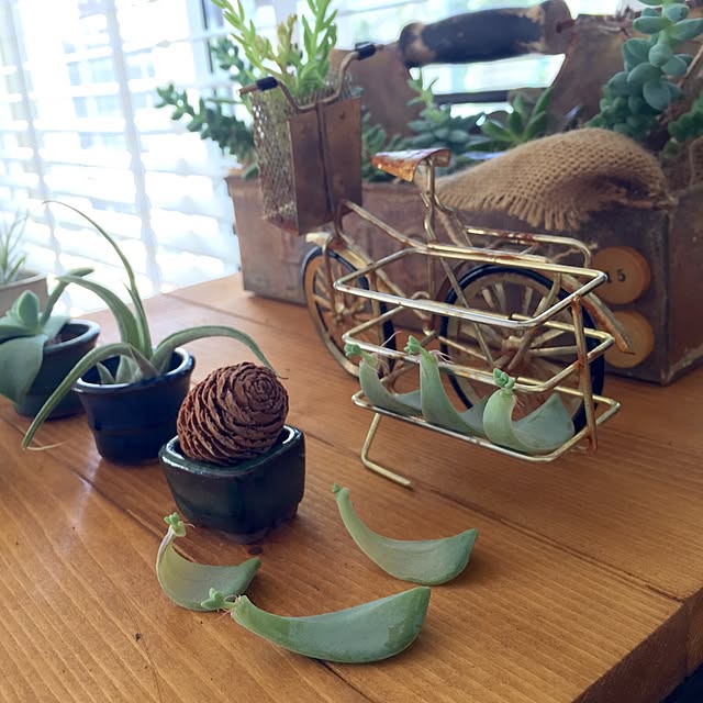 SAYOさんの実例写真