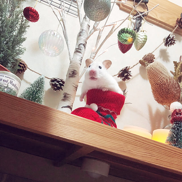 emiさんの実例写真