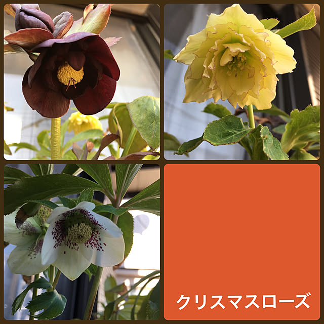 onokenkoさんの実例写真