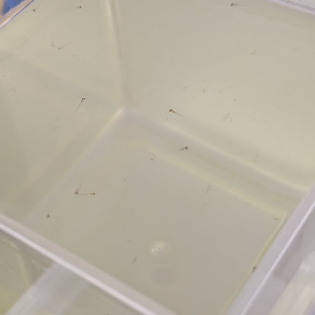 mi-saさんの部屋