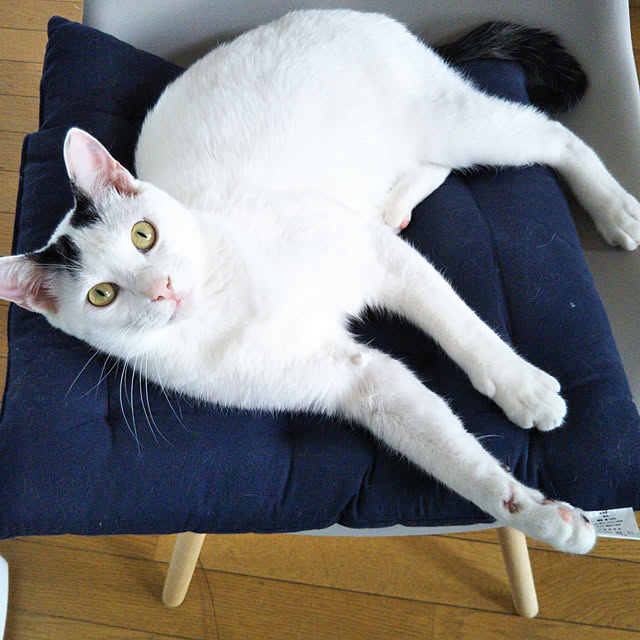 yukieさんの実例写真