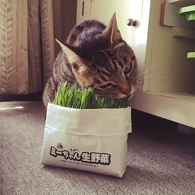 shigimiさんの実例写真