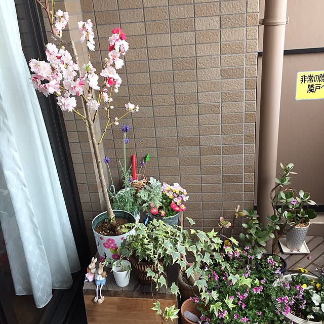 chocosanさんの実例写真