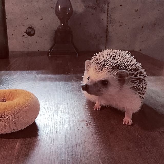 saokoさんの実例写真