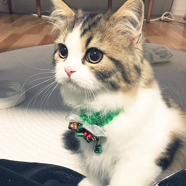 cotesanさんの実例写真