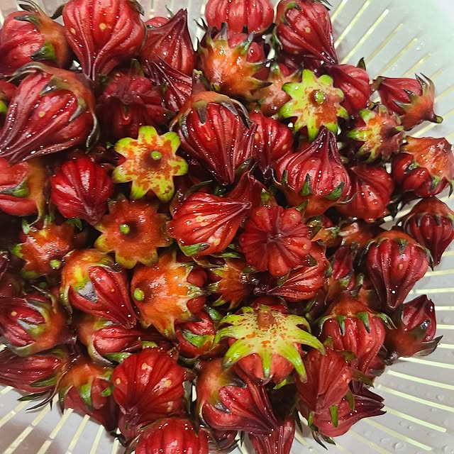 Rubiconさんの部屋