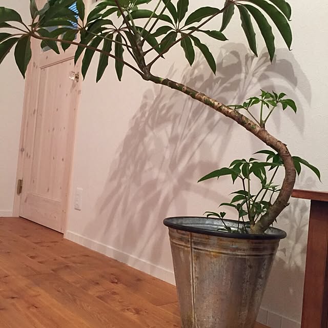 部屋全体/ナチュラル/観葉植物のインテリア実例 - 2015-05-03 22:10:40