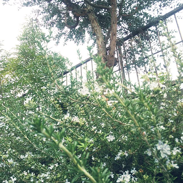 poemwalkさんの実例写真