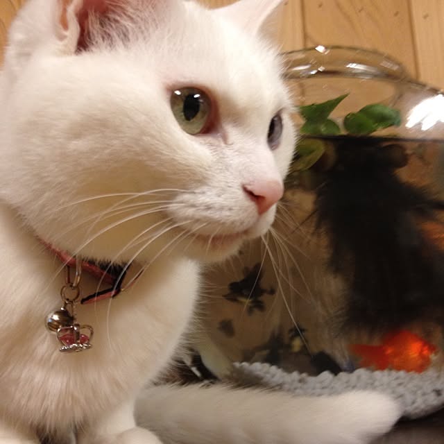 chisyanekoさんの実例写真