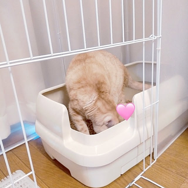 heart.emiemi57.whiteさんの実例写真
