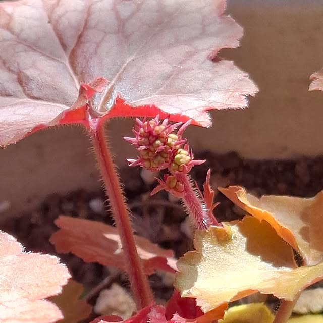 midoriさんの部屋