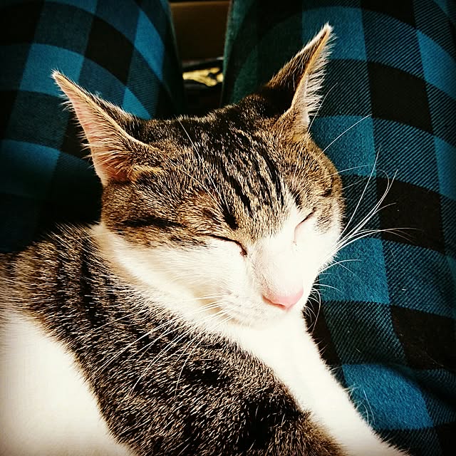 kiraさんの実例写真