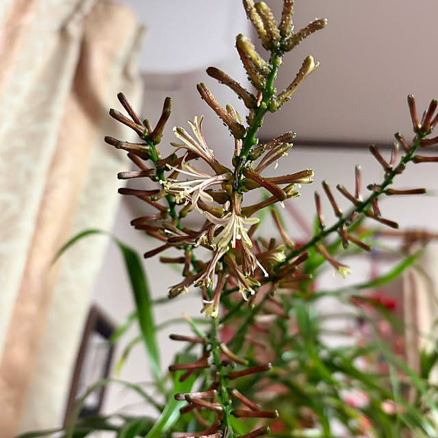 ritsukoさんの部屋