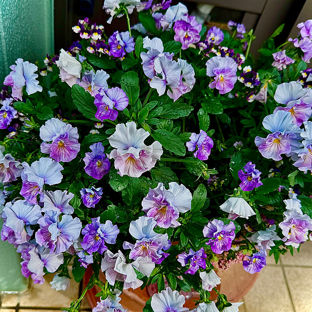 kaochanさんの実例写真