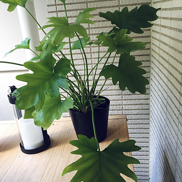 happy-sachiさんの実例写真