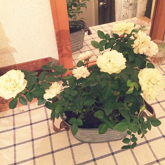 Ruriさんの実例写真