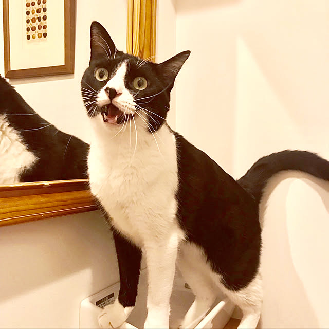 pooさんの実例写真