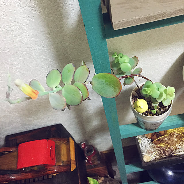 takakoさんの実例写真