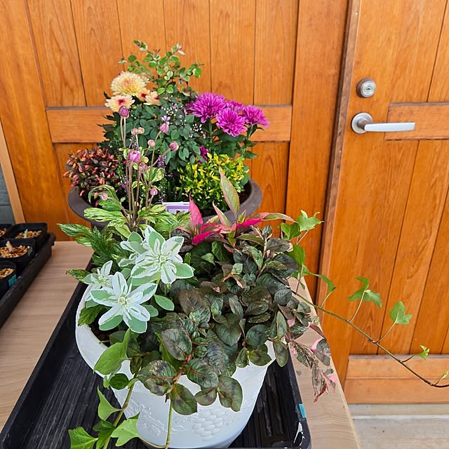 nonbiri_house_さんの部屋