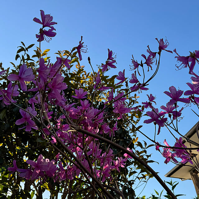 mamizaさんの部屋