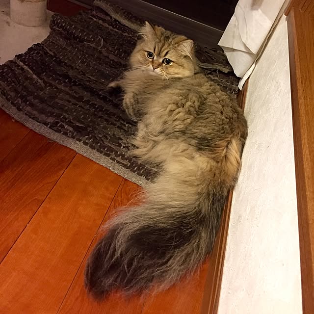 butachanさんの実例写真
