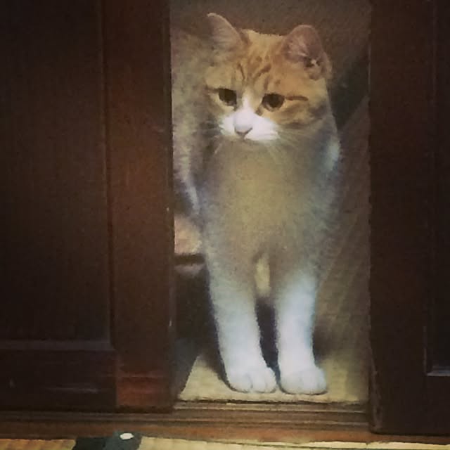 syokoさんの実例写真