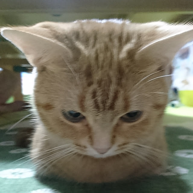shinobuさんの実例写真