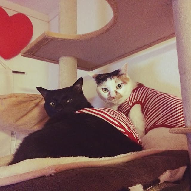 sho.さんの実例写真