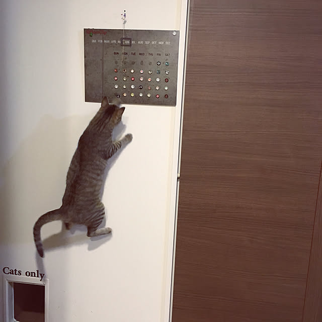 mikomaruさんの実例写真