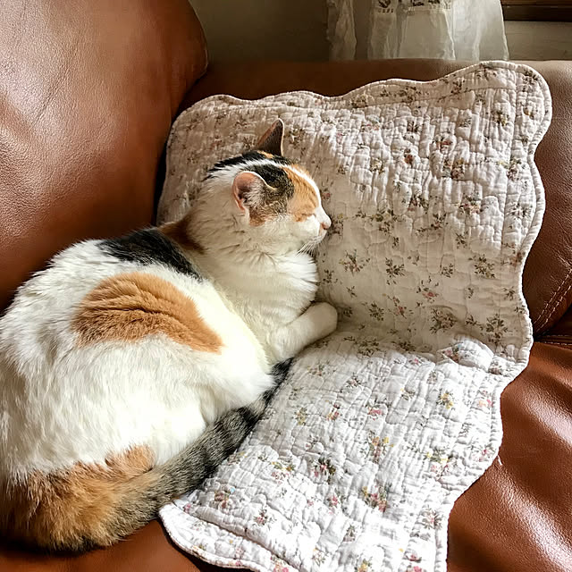 petitlapineさんの実例写真