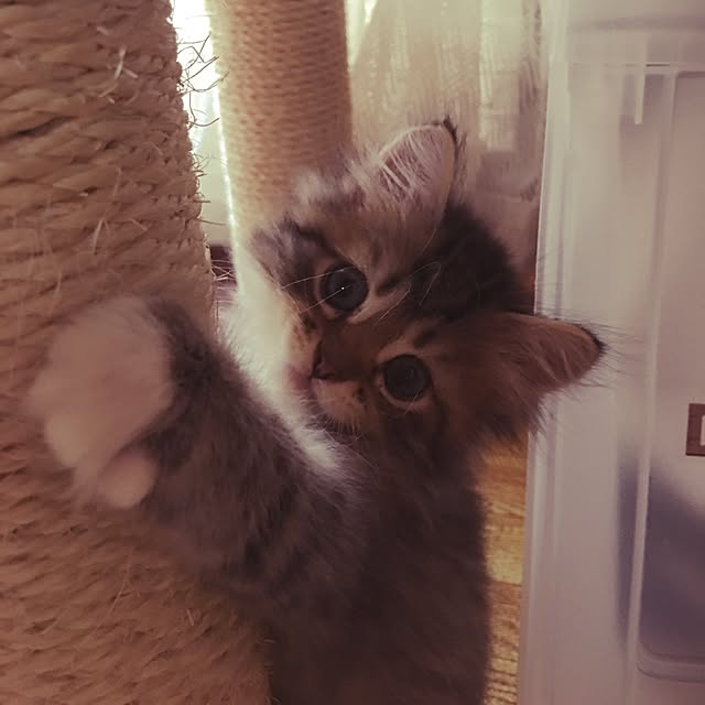 CATさんの実例写真