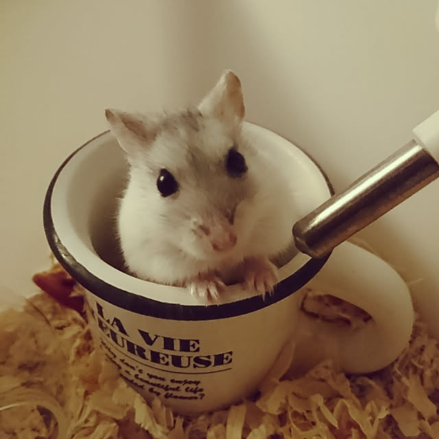 kmkさんの実例写真