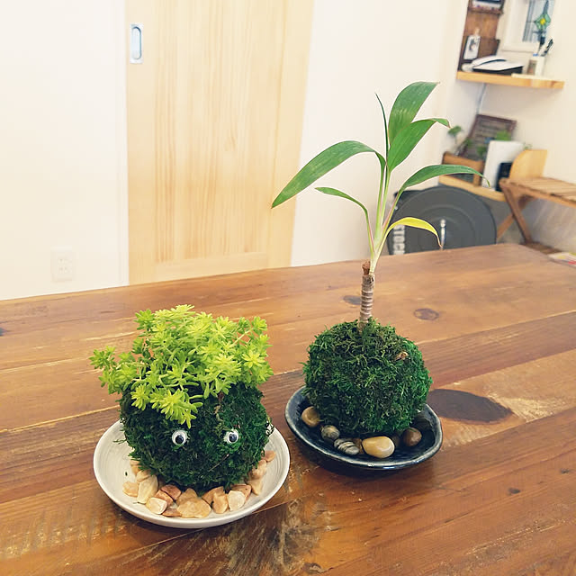 机/いいね、フォロー本当に感謝です♡/みどりのある暮らし/苔玉作り/夏休みの思い出...などのインテリア実例 - 2018-08-28 13:58:46
