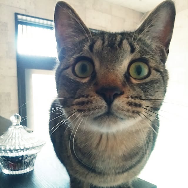 nenekoさんの実例写真