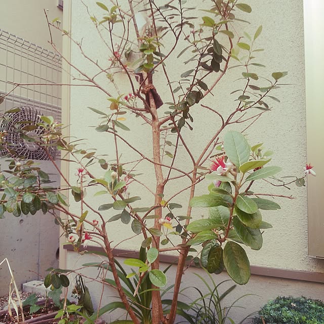 SSさんの実例写真