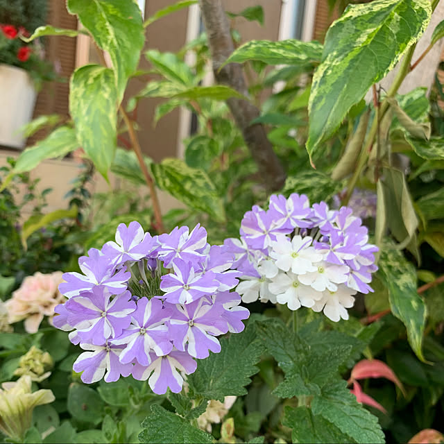 yukarin-gardenさんの実例写真