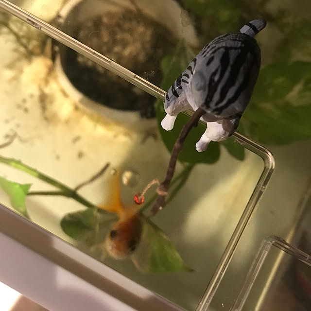 moonさんの実例写真