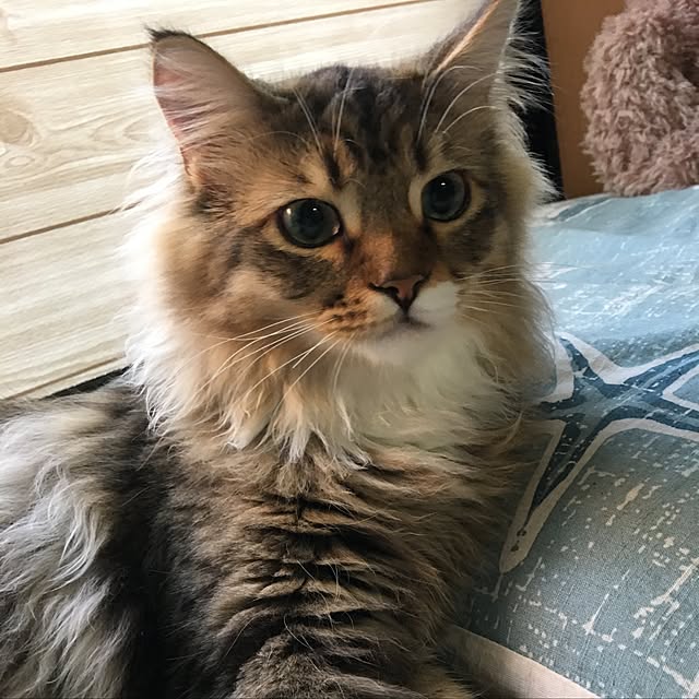 CATさんの実例写真