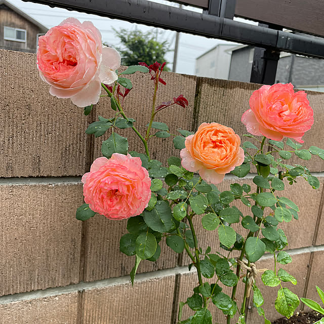 ronronさんの実例写真