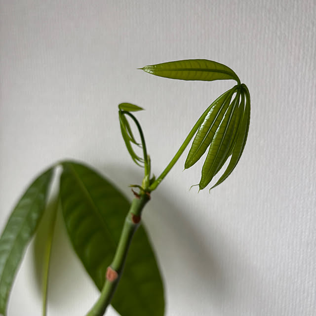 ベッド周り/観葉植物♡/RoomClipショッピング/癒しの空間❤/観葉植物のある部屋...などのインテリア実例 - 2025-04-16 22:15:17