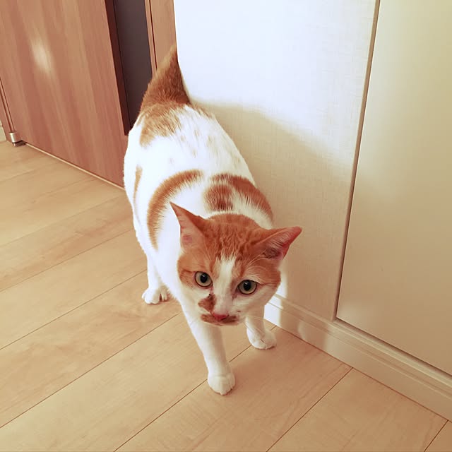 ROMAさんの実例写真
