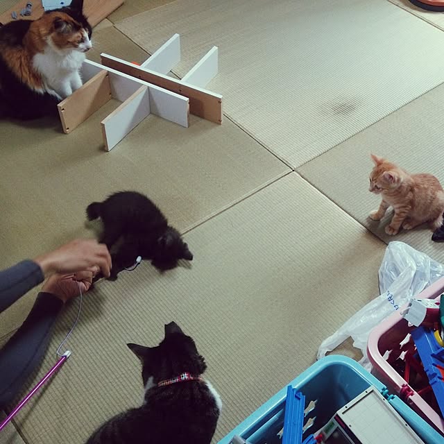 kiyohima229さんの実例写真