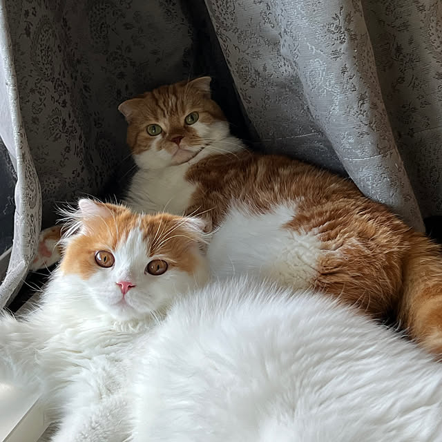sojiさんの実例写真