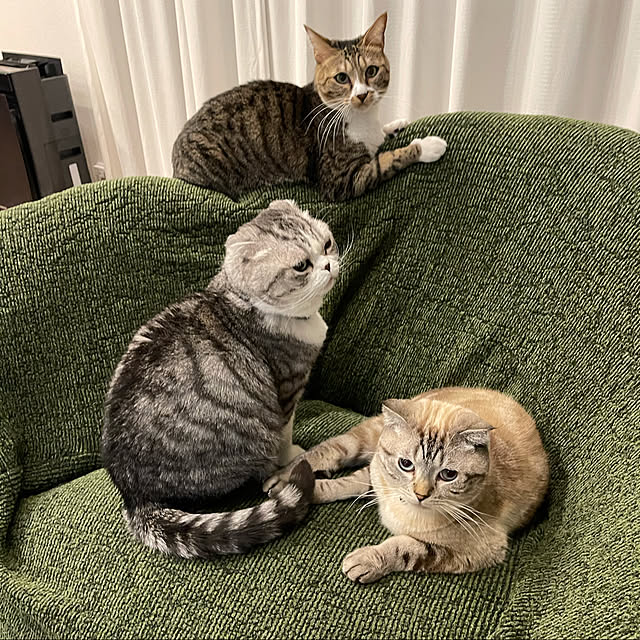 Dahliaさんの実例写真