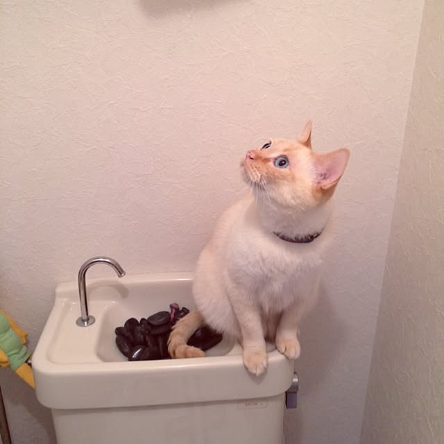 bobooooonさんの実例写真
