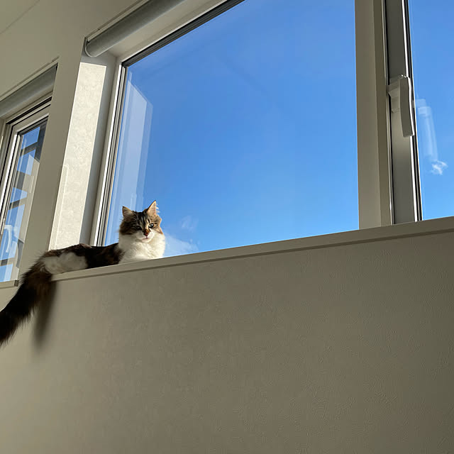misoさんの実例写真
