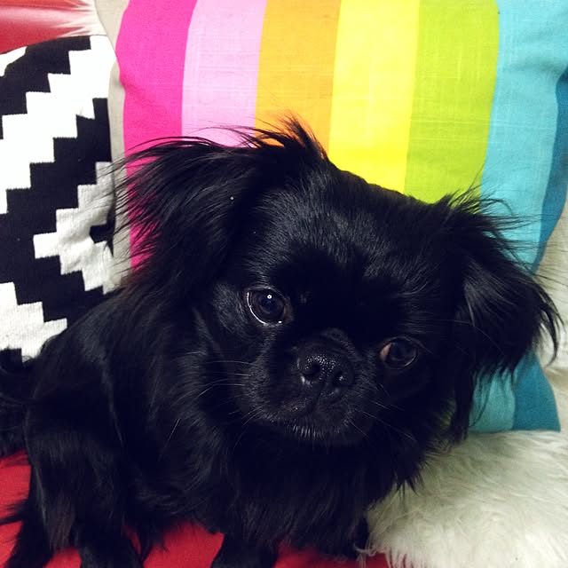 co-hi-yoさんの実例写真